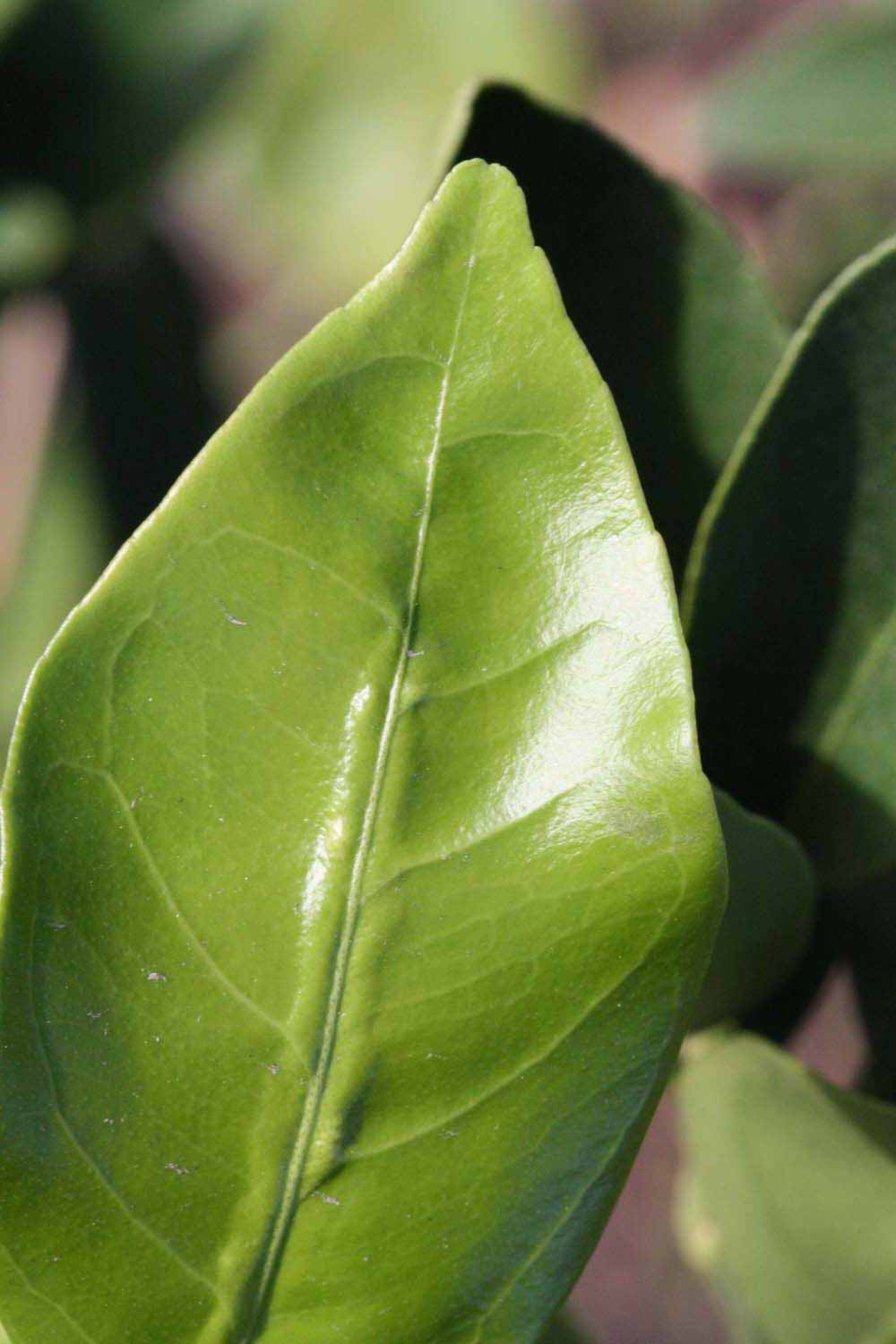              Margin (Riverside, CA)       